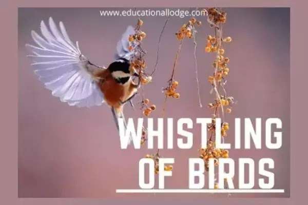 Whistling of Birds