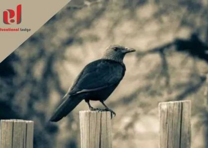 A Thirsty Crow | Moral Stories