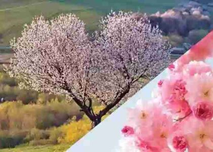 The Loveliest of Trees The Cherry Now