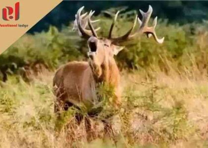 Moral Story the Foolish Stag