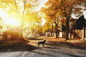 A beautiful neighborhood and a dog in the middle of the street