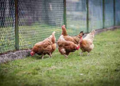 Hens in a Poultry Farm