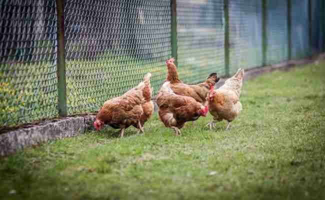 Hens in a Poultry Farm