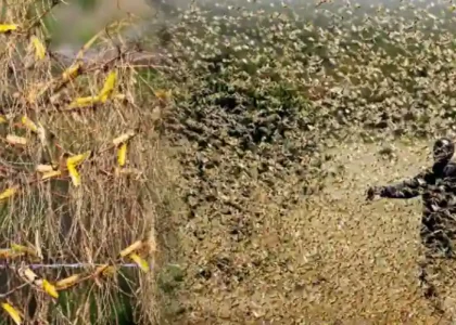 A Mild Attack of Locusts By Doris Lessing