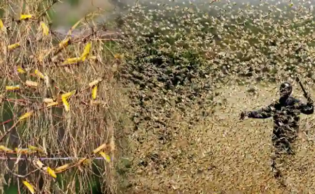 A Mild Attack of Locusts By Doris Lessing